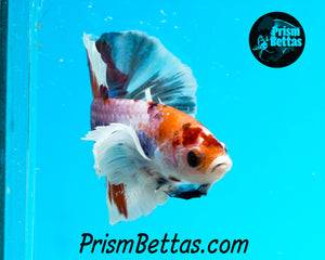 Marble Dumbo Halfmoon Plakat Male