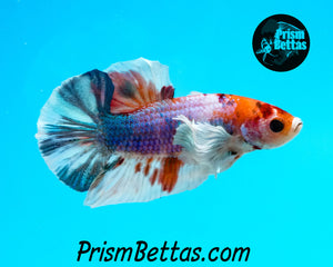 Marble Dumbo Halfmoon Plakat Male