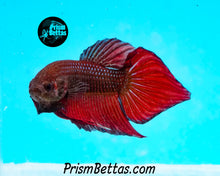 Load image into Gallery viewer, Red Splenden Wildtype Male