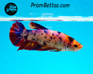 Candy Koi GIANT Halfmoon Plakat Female