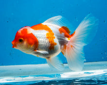 Load image into Gallery viewer, Orange and White Shogun Oranda Male (5.25 inches) Imported from Thailand