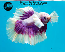 Load image into Gallery viewer, Purple Dumbo Rosetail Halfmoon Male