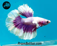 Load image into Gallery viewer, Purple Dumbo Rosetail Halfmoon Male