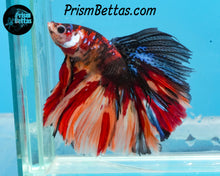 Load image into Gallery viewer, Candy Koi Halfmoon Male