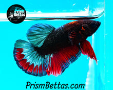 Load image into Gallery viewer, Hellboy Marble Halfmoon Plakat Male