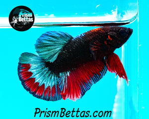 Hellboy Marble Halfmoon Plakat Male