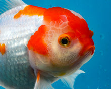 Load image into Gallery viewer, Orange and White Shogun Oranda Male (5.25 inches) Imported from Thailand