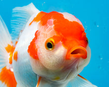 Load image into Gallery viewer, Orange and White Shogun Oranda Male (5.25 inches) Imported from Thailand