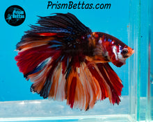Load image into Gallery viewer, Candy Koi Halfmoon Male