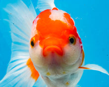 Load image into Gallery viewer, Orange and White Shogun Oranda Male (5.25 inches) Imported from Thailand