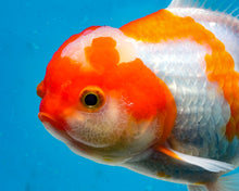 Load image into Gallery viewer, Orange and White Shogun Oranda Male (5.25 inches) Imported from Thailand