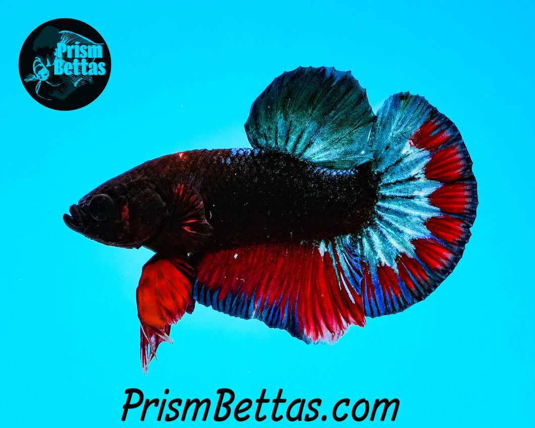 Hellboy Marble Halfmoon Plakat Male