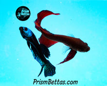Load image into Gallery viewer, Turquoise Samurai Alien Male