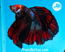 Load image into Gallery viewer, Marble Halfmoon Male