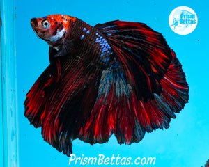Marble Halfmoon Male