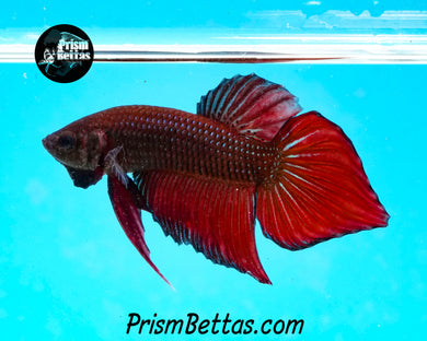 Red Splenden Wildtype Male