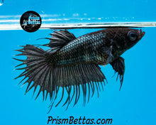 Load image into Gallery viewer, Copper Crowntail Female