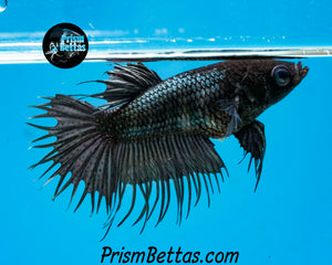 Copper Crowntail Female