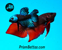 Load image into Gallery viewer, Red Splenden Wildtype Male