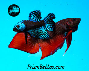 Red Splenden Wildtype Male