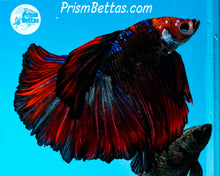 Load image into Gallery viewer, Marble Halfmoon Male