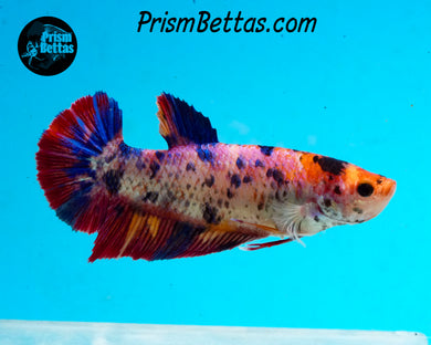 Candy Koi GIANT Halfmoon Plakat Female