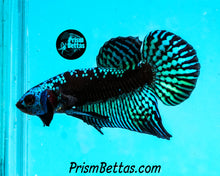Load image into Gallery viewer, Turquoise Samurai Alien Male