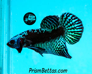 Turquoise Samurai Alien Male