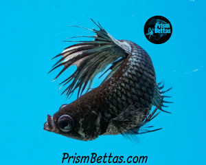 Copper Crowntail Female