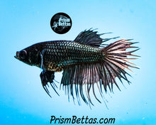 Load image into Gallery viewer, Copper Crowntail Female