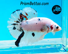 Load image into Gallery viewer, Marble GIANT Halfmoon Plakat Male