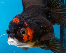 Load image into Gallery viewer, Apache Oranda Female (4.5 inches) Imported from Thailand
