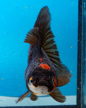 Load image into Gallery viewer, Apache Oranda Female (4.5 inches) Imported from Thailand