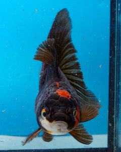 Apache Oranda Female (4.5 inches) Imported from Thailand