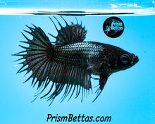 Load image into Gallery viewer, Copper Crowntail Female