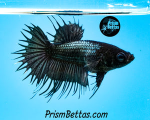 Copper Crowntail Female