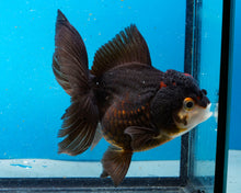 Load image into Gallery viewer, Apache Oranda Female (4.5 inches) Imported from Thailand