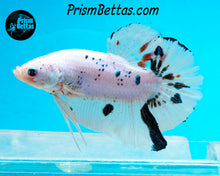 Load image into Gallery viewer, Marble GIANT Halfmoon Plakat Male
