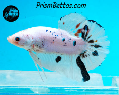 Marble GIANT Halfmoon Plakat Male