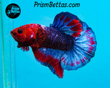 Load image into Gallery viewer, Marble Halfmoon Plakat Male