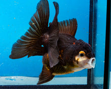 Load image into Gallery viewer, Apache Oranda Female (4.5 inches) Imported from Thailand