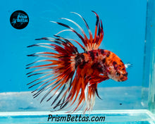 Load image into Gallery viewer, Candy Koi Crowntail Male