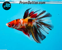 Load image into Gallery viewer, Candy Koi Halfmoon Male