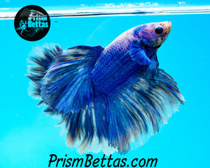 Blue Grizzle Halfmoon Male