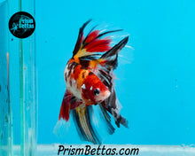Load image into Gallery viewer, Candy Koi Halfmoon Male