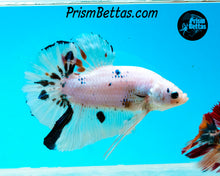 Load image into Gallery viewer, Marble GIANT Halfmoon Plakat Male