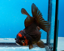 Load image into Gallery viewer, Apache Oranda Female (4.5 inches) Imported from Thailand