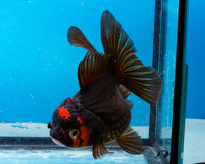 Apache Oranda Female (4.5 inches) Imported from Thailand