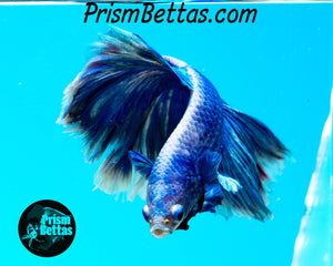 Blue Grizzle Halfmoon Male