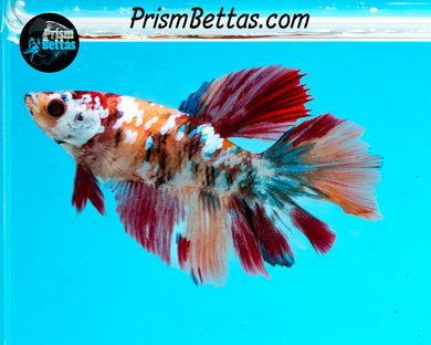 Candy Koi Halfmoon Female